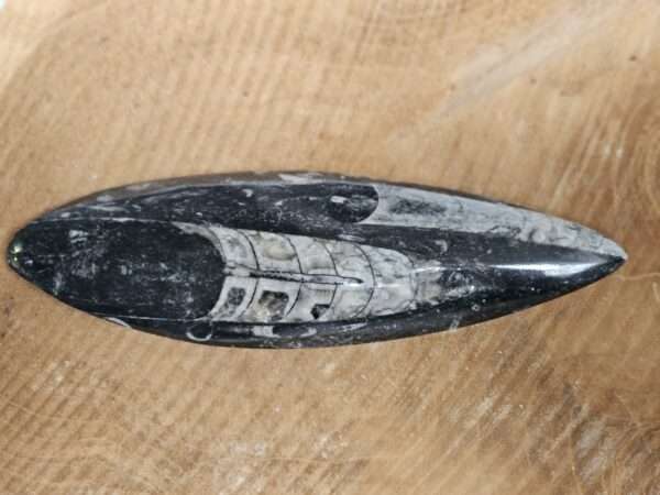 Orthoceras De Lachende Boedha