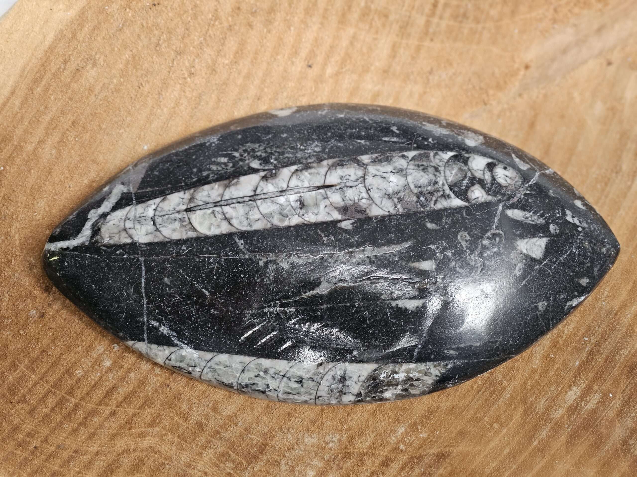 Orthoceras De Lachende Boedha