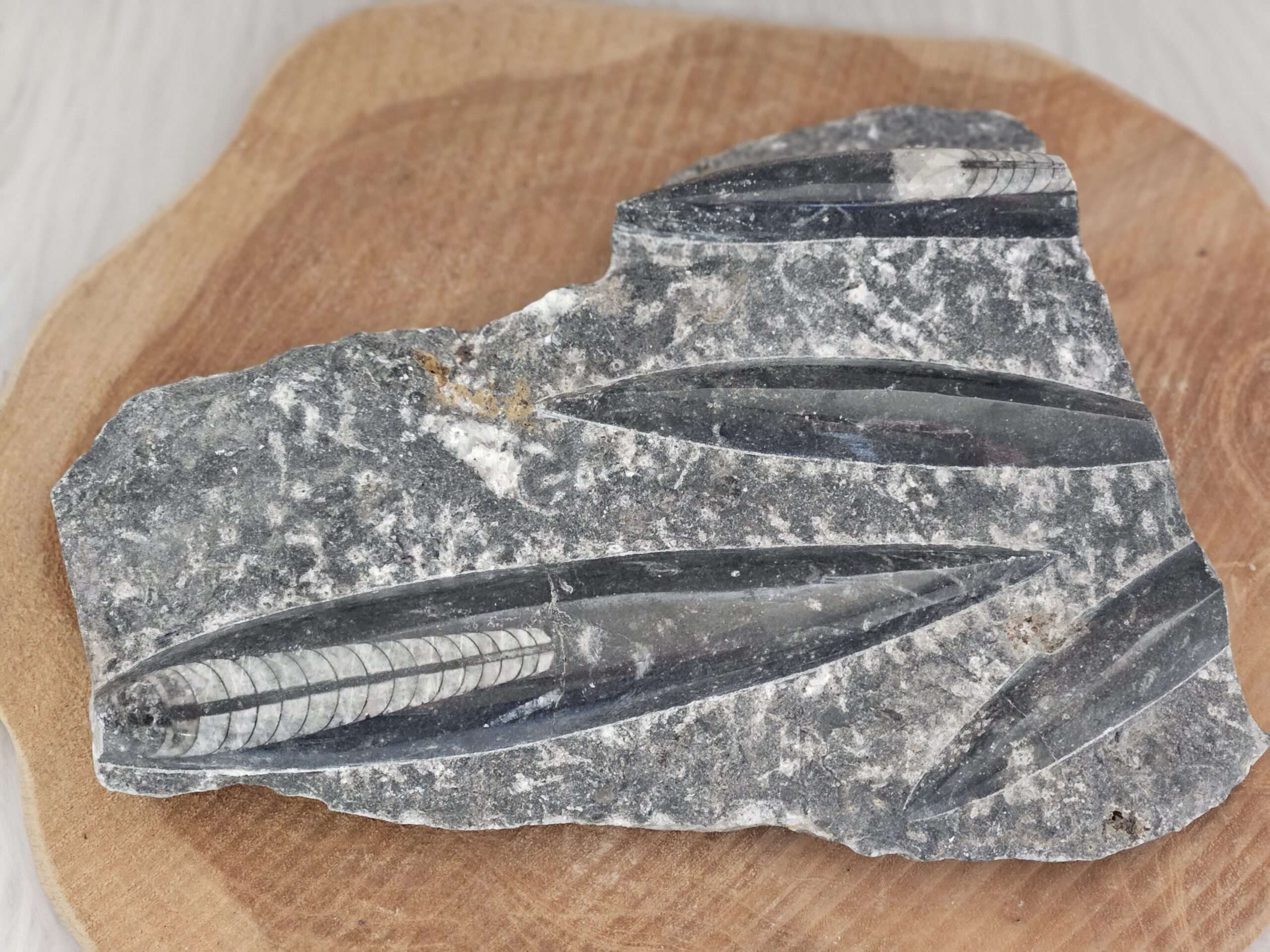 Orthoceras De Lachende Boedha